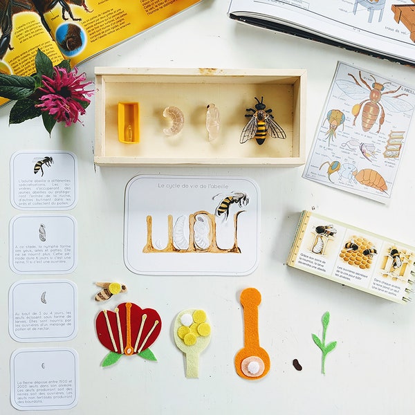 PACK/ Cycle de vie Abeille en français - Jeu éducatif de manipulation - Inspiration Montessori Frenet Steiner Waldorf