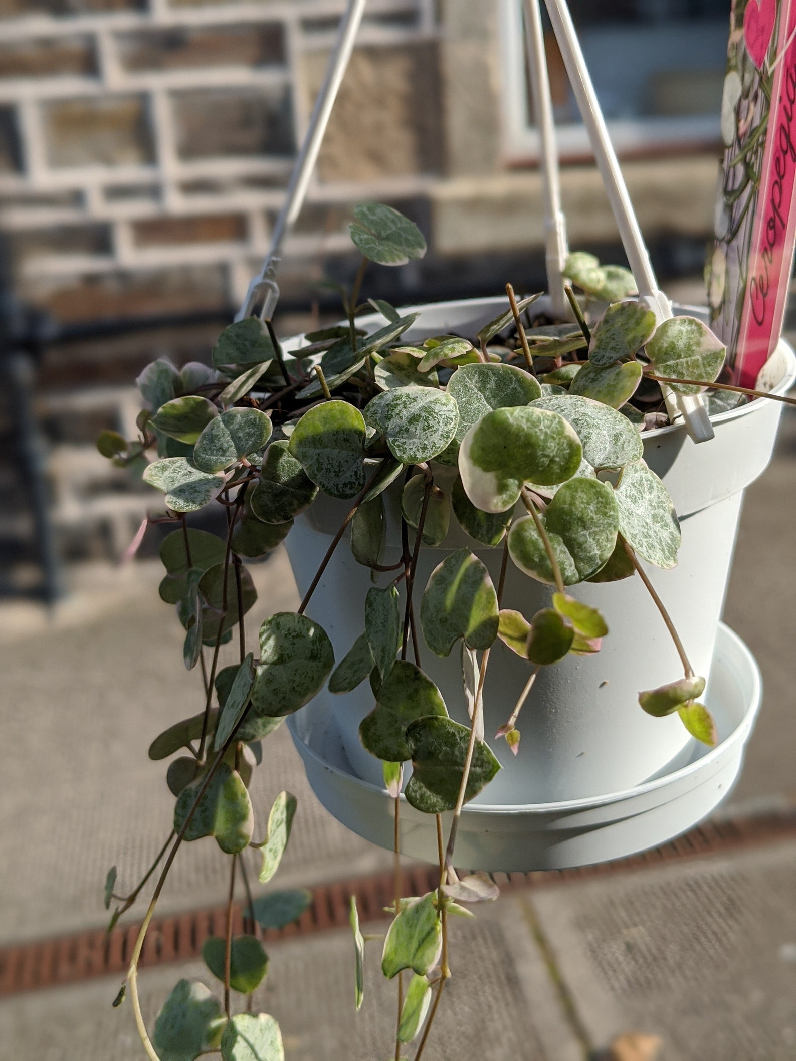 Variegated string of hearts hanging basket plant Etsy