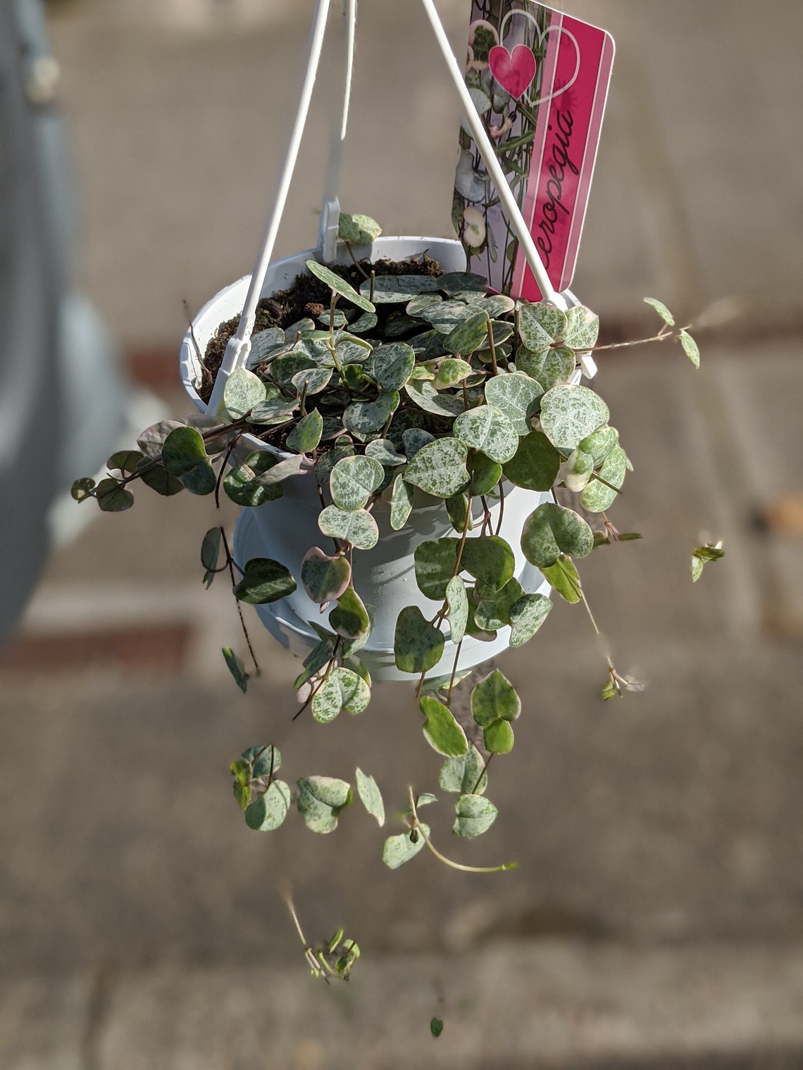 Variegated string of hearts hanging basket plant Etsy