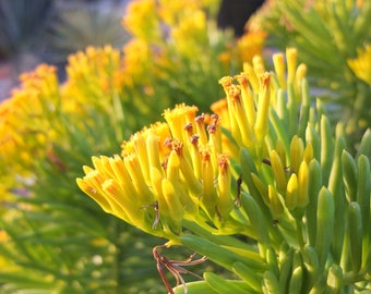 Lemon Bean Bush - Senecio barbertonicus - A Lush Vibrant Green that Blooms Canary Yellow