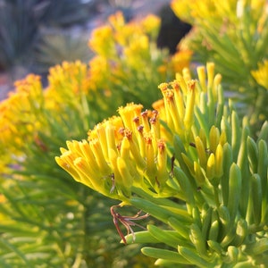 Lemon Bean Bush - Senecio barbertonicus - A Lush Vibrant Green that Blooms Canary Yellow