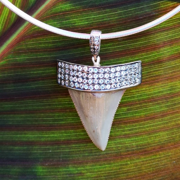 Shark tooth fossil and white Topaz pendant