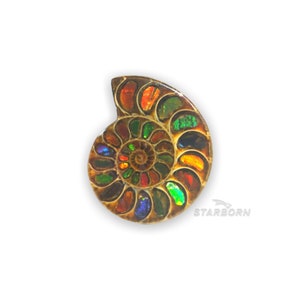 Starborn jewelry-size canadian Ammolite inlayed in Ammonite, prime quality