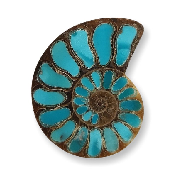 Turquoise véritable dans ammonite Pièce unique petite