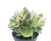 Money Plant - Lucky Jade - Crassula ovata variegata Money Maker