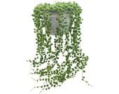 String of Pearls Senecio rowleyanus Hanging succulent house plant Range sizes from 14cm pots to cuttings