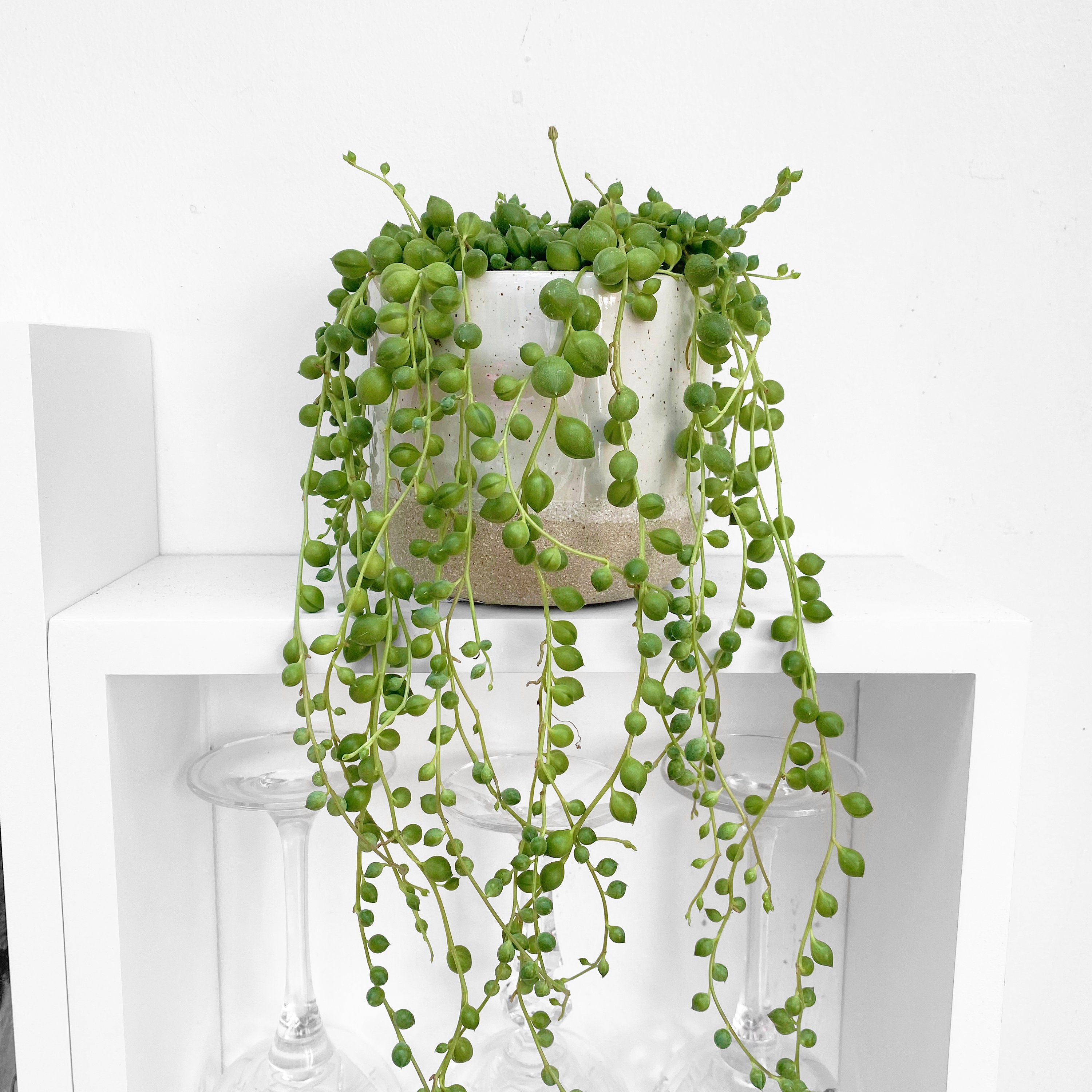 2x Artificial Hanging Succulent Plants String Of Pearls With Planter 配送員設置