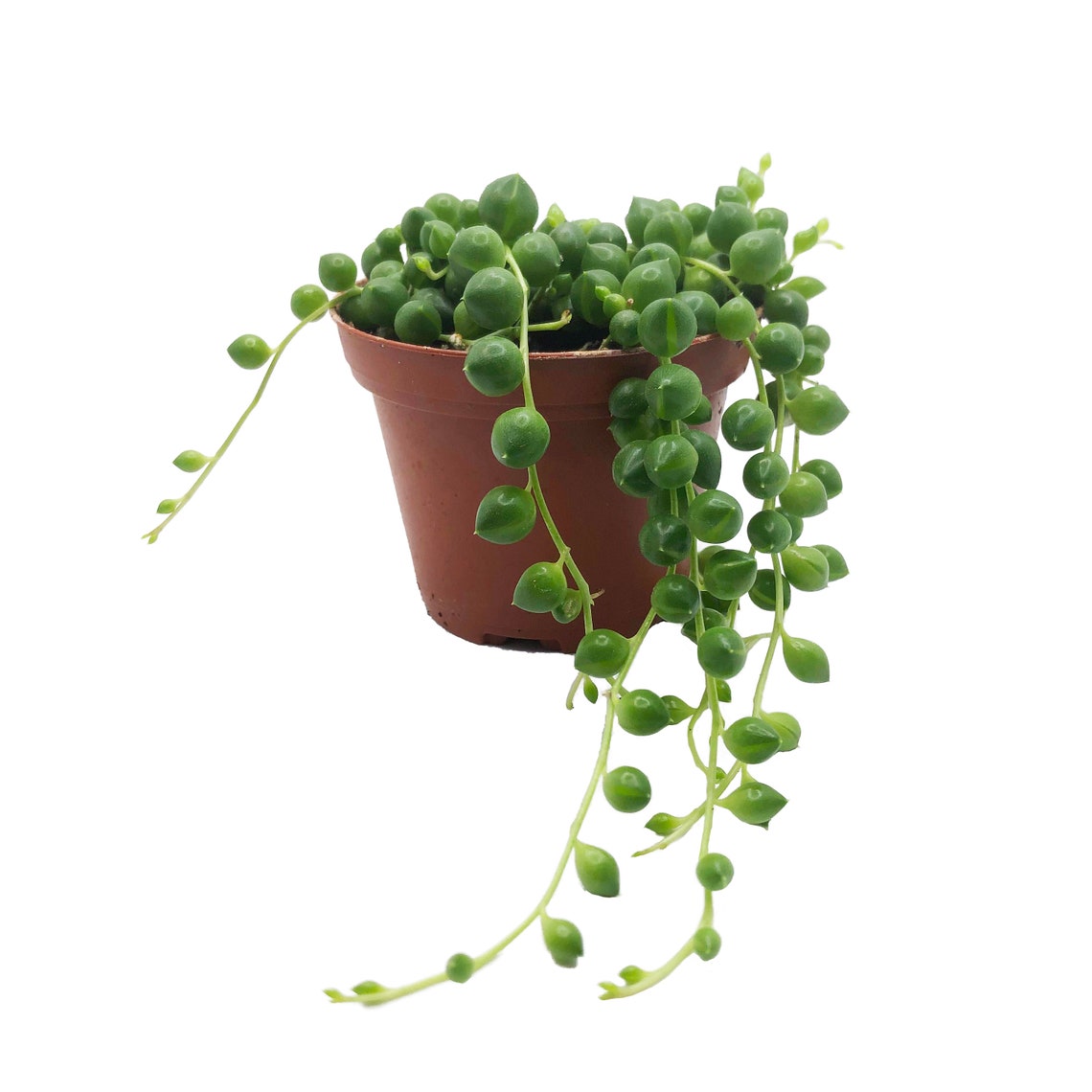 Live String of Pearls Plant Senecio rowleyanus 14cm 8cm or