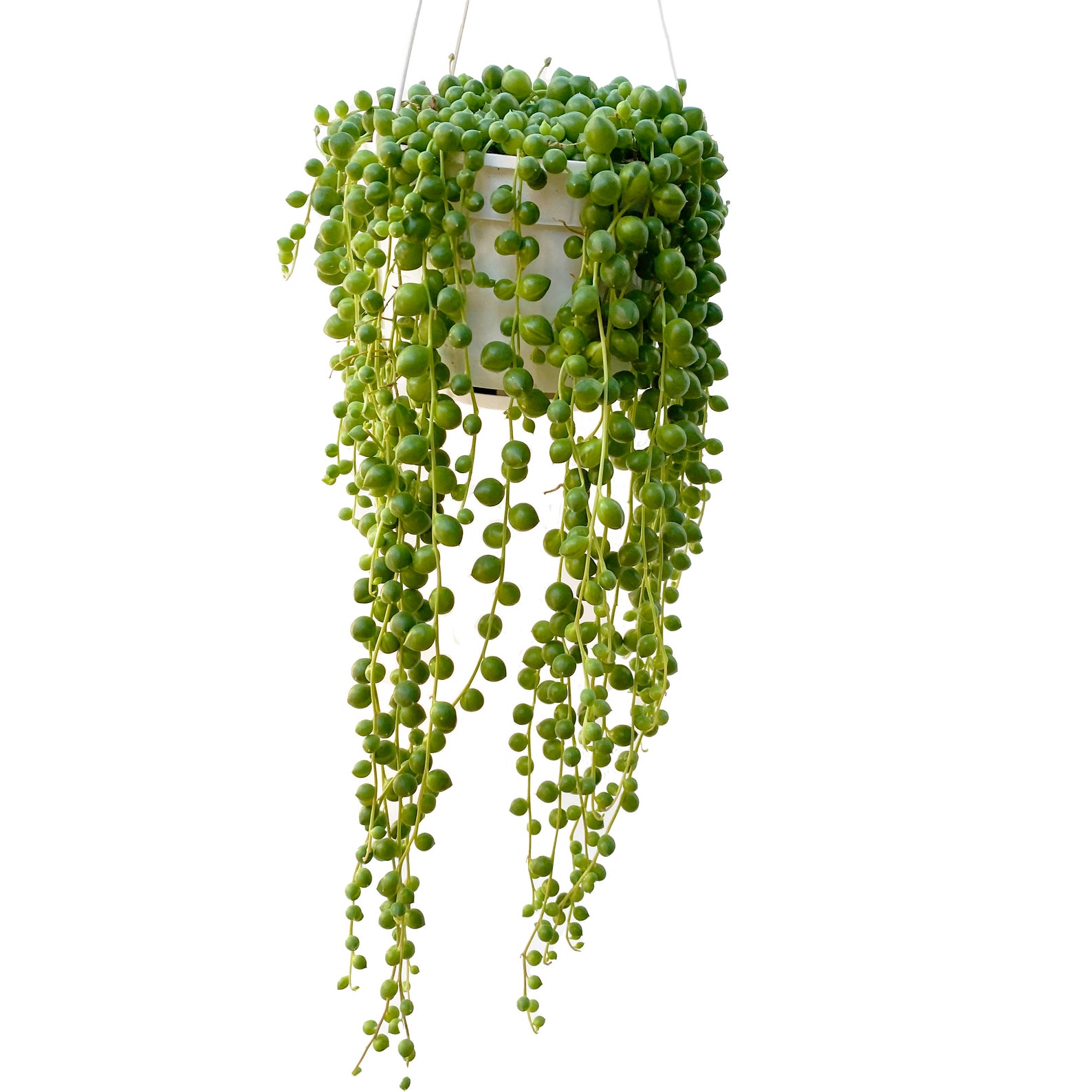 Live String of Pearls Plant senecio Rowleyanus Potted Plants Etsy UK