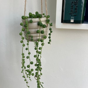 Artificial String-of-pearls Succulent 30cm 