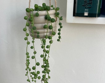 Real String of Pearls Plant (Senecio rowleyanus) Potted Plants or Cuttings - Perfect  Gift