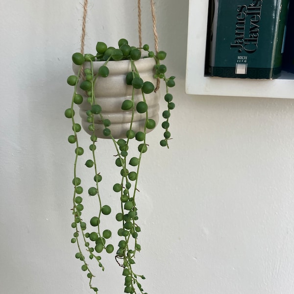Real String of Pearls Plant (Senecio rowleyanus) Potted Plants or Cuttings - Perfect  Gift