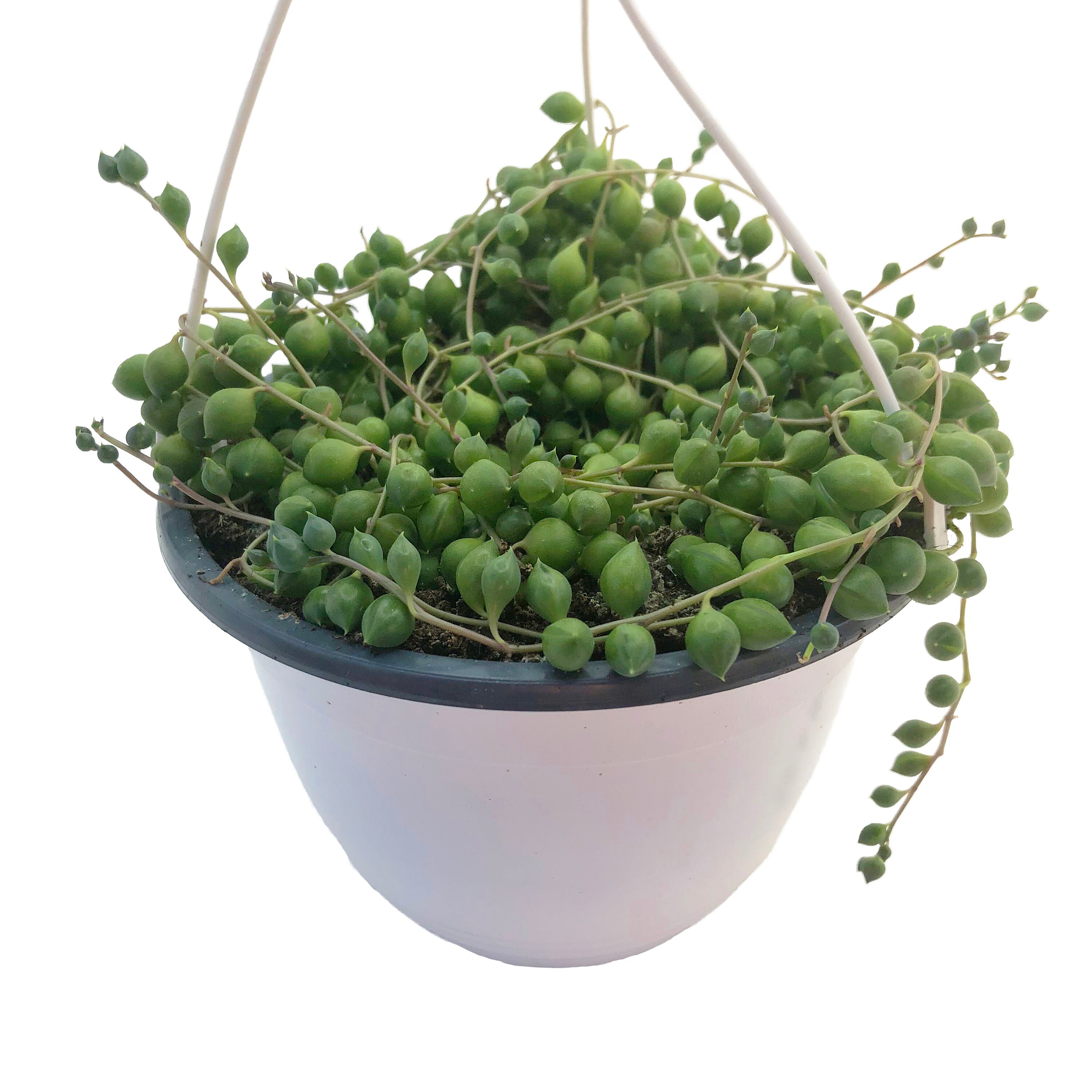 Live String of Pearls Plant Senecio rowleyanus 14cm 8cm or