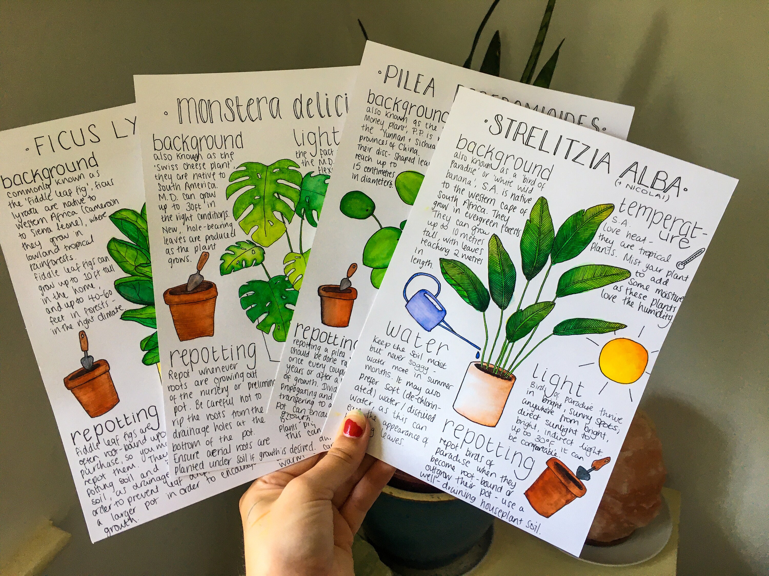 Ficus Lyrata plant information card Etsy
