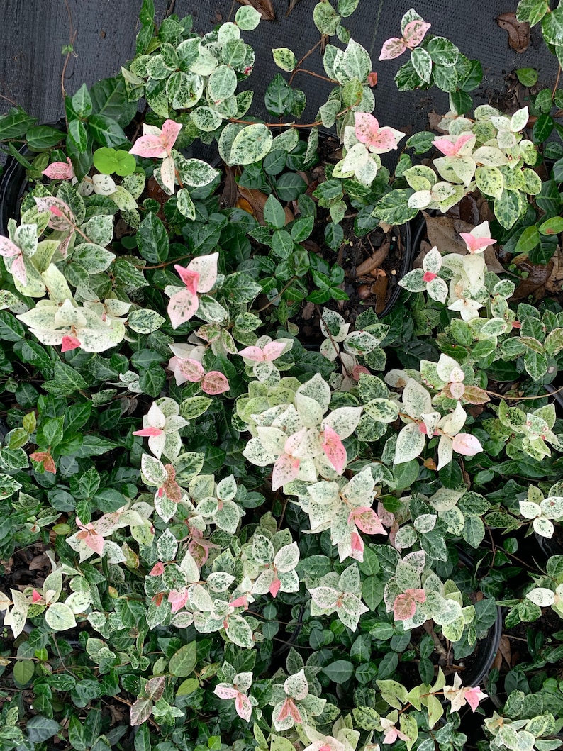 Snow &amp; Summer TriColor Variegated Asiatic Jasmine Plant