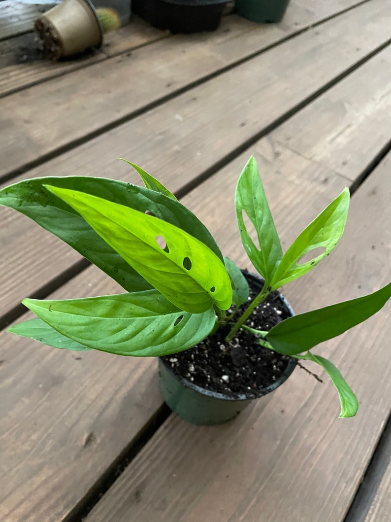 Succulentscactus1 Monstera Adansonii - Thumbnail 3