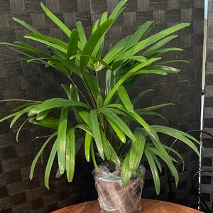 Broadleaf lady cheap palm cats
