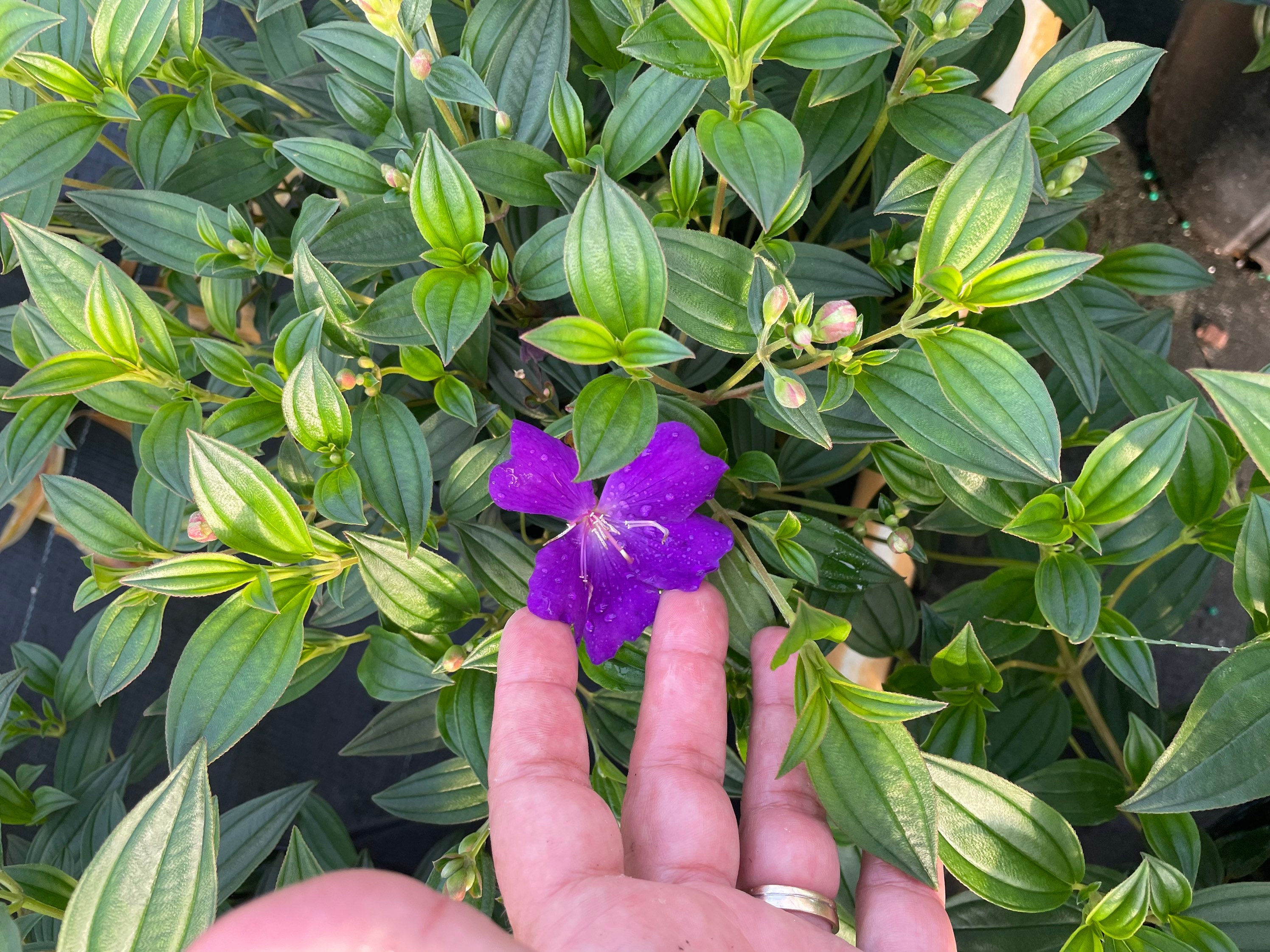 Tibouchina Granulosa - purple glory tree for sale South Florida