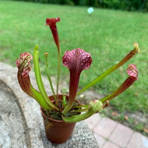 May include: A potted carnivorous plant, featuring vibrant red and green pitcher-like leaves. The plant is in a small brown pot, set against a blurred green background. The unique foliage has intricate patterns and textures.