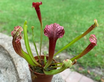 Sarracenia Carnivorous Plant 2" Pot