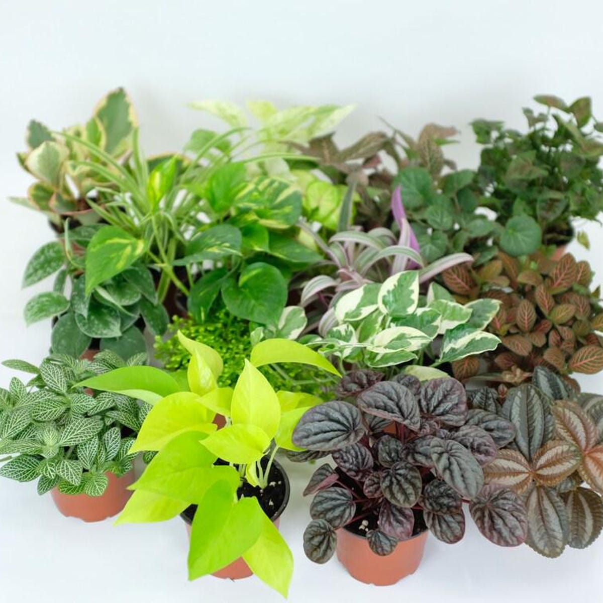 15 Piece Mini Tropical Plant Assortment Set in 2 Pots
