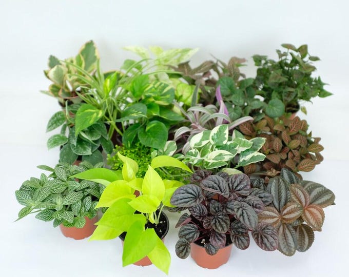 15 Piece Mini Tropical Plant Assortment Set in 2" Pots