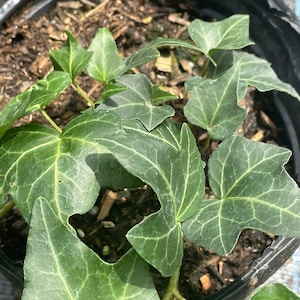 English Ivy Plant