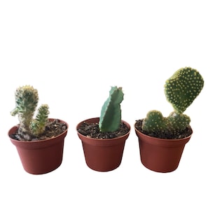 3 Piece Cactus Set (3&quot; Pot Size)
