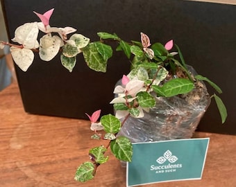 Summer & Snow 3 or 4” Pot Asiatic Jasmine Plant (Ships in Pot)