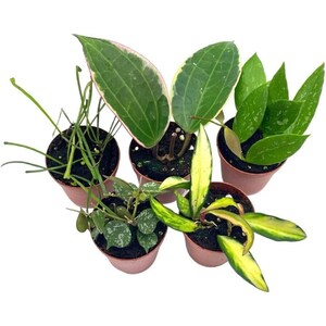 May include: Five small potted plants with different types of leaves. The plants are in brown pots and have green, white, and variegated leaves.