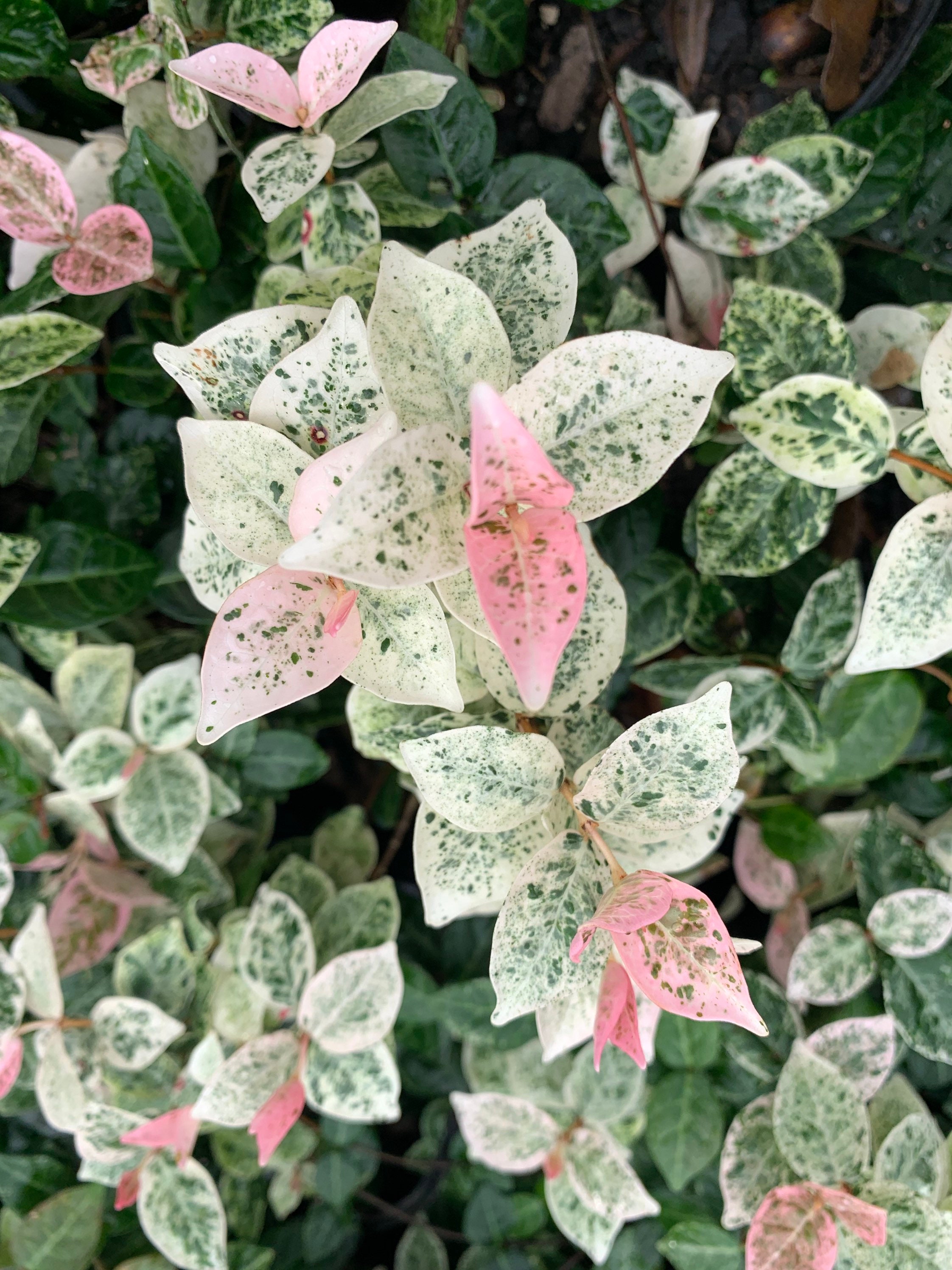 Snow & Summer TriColor Variegated Asiatic Jasmine Plant Etsy