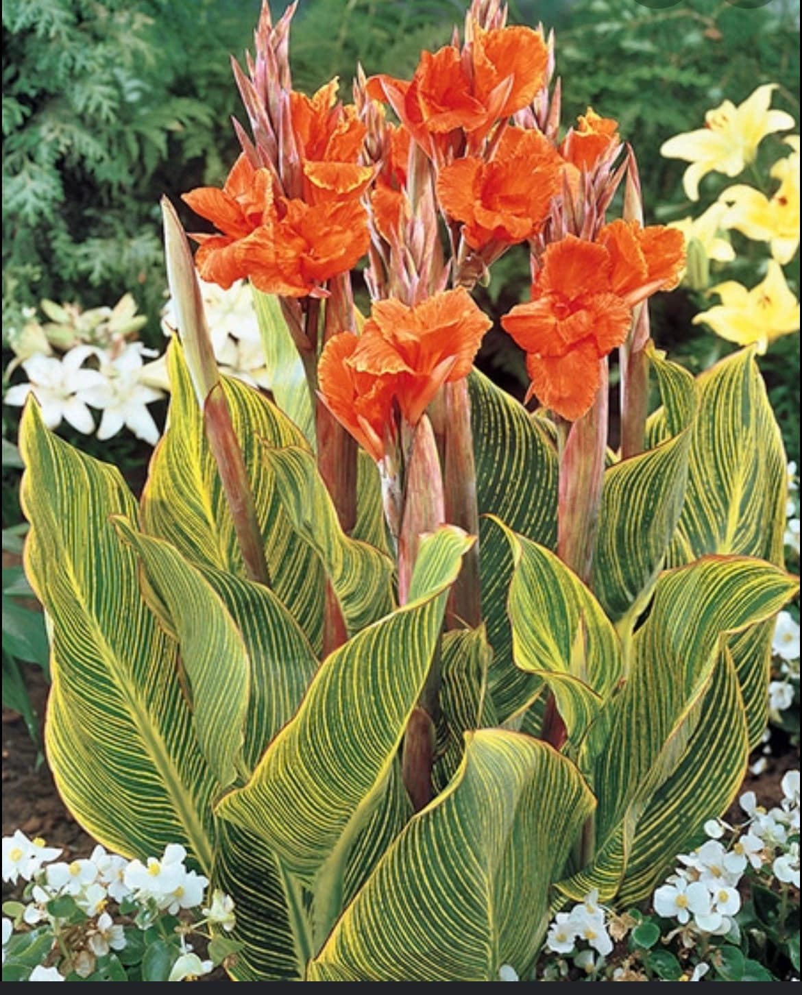 Pretoria Canna Lily Plant Aka Bengal Tiger Canna Lily - Etsy