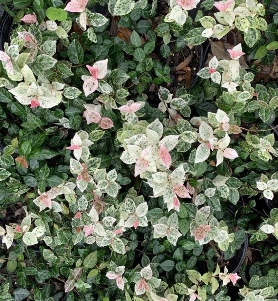 Summer & Snow 4 Pot Asiatic Jasmine Plant Etsy