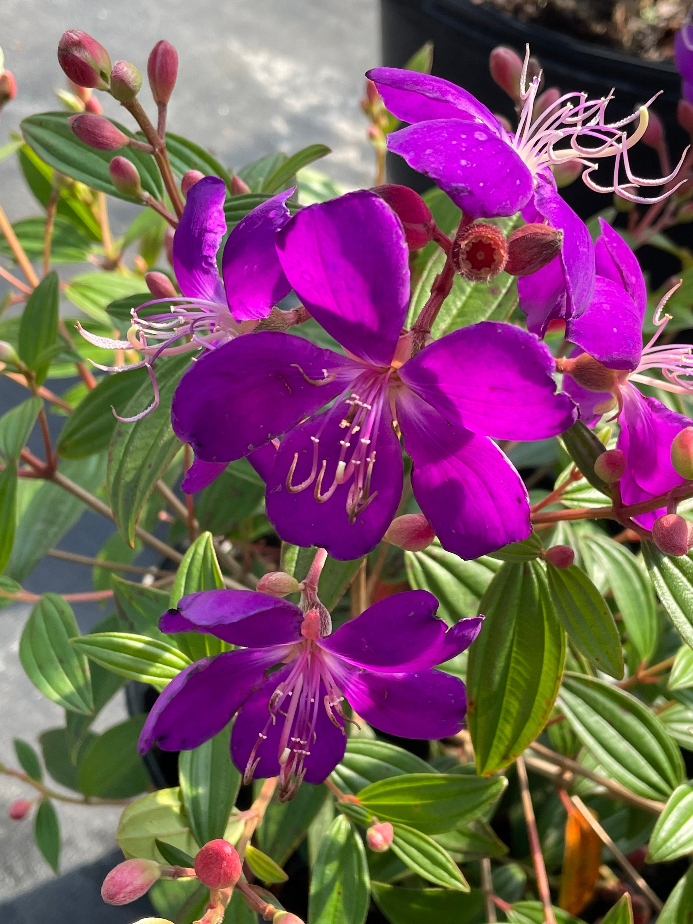 Tibouchina Granulosa - purple glory tree for sale South Florida