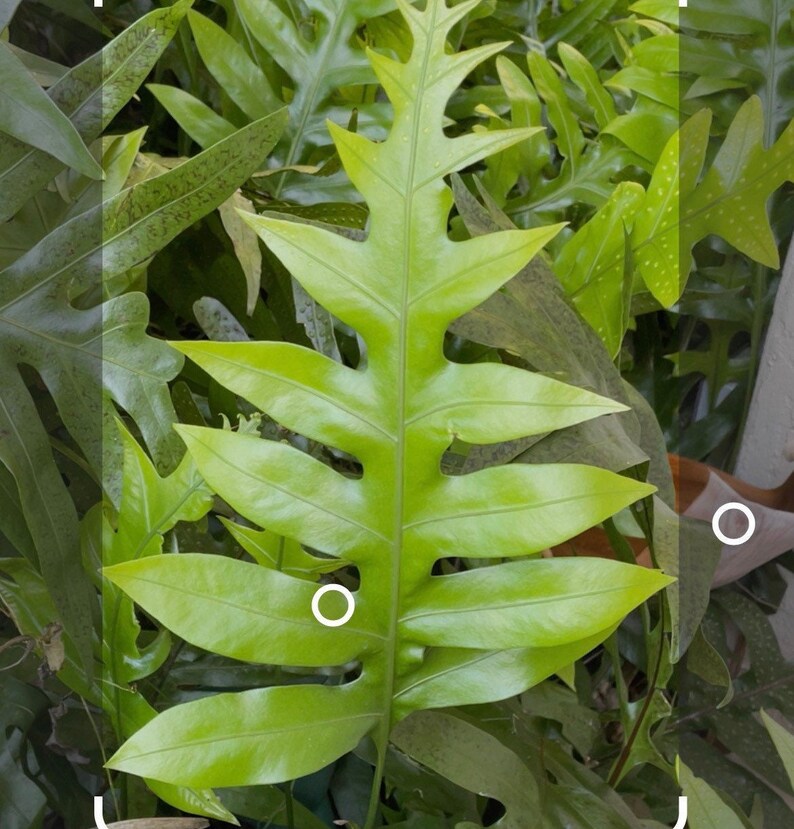 Monarch Fern Cuttings Etsy