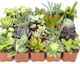 12 Piece Succulent Plant Assortment Set