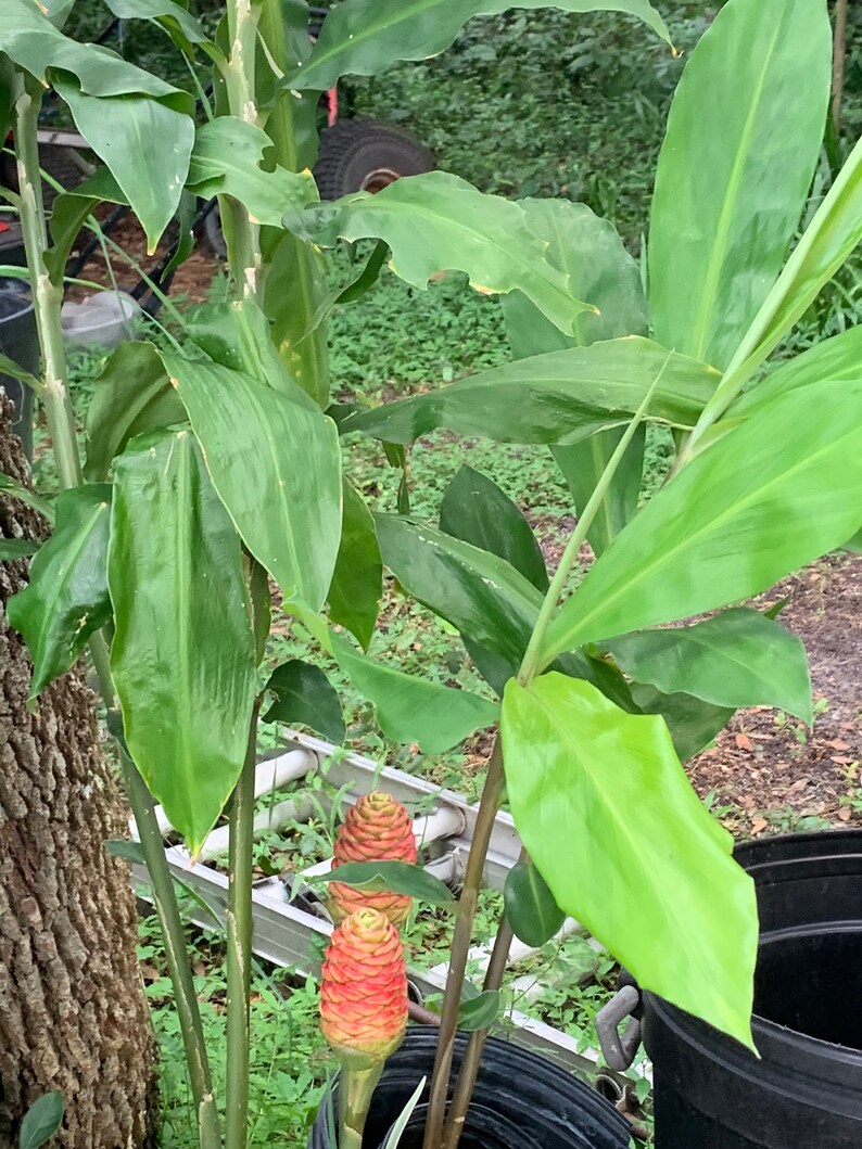 Shampoo Ginger Plants 4 Pots Etsy