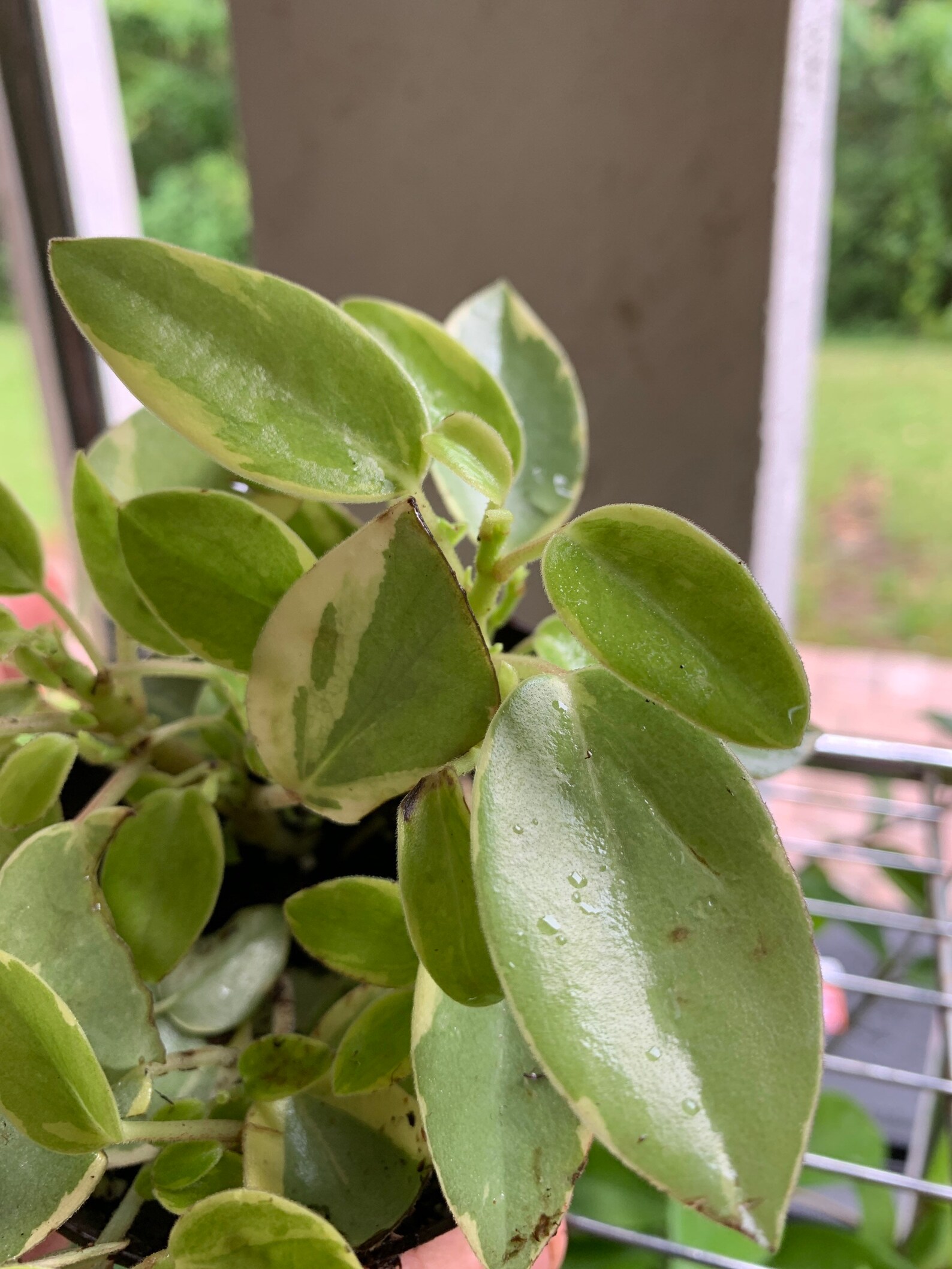 Variegated Peperomia Orba Teardrop Plant Etsy