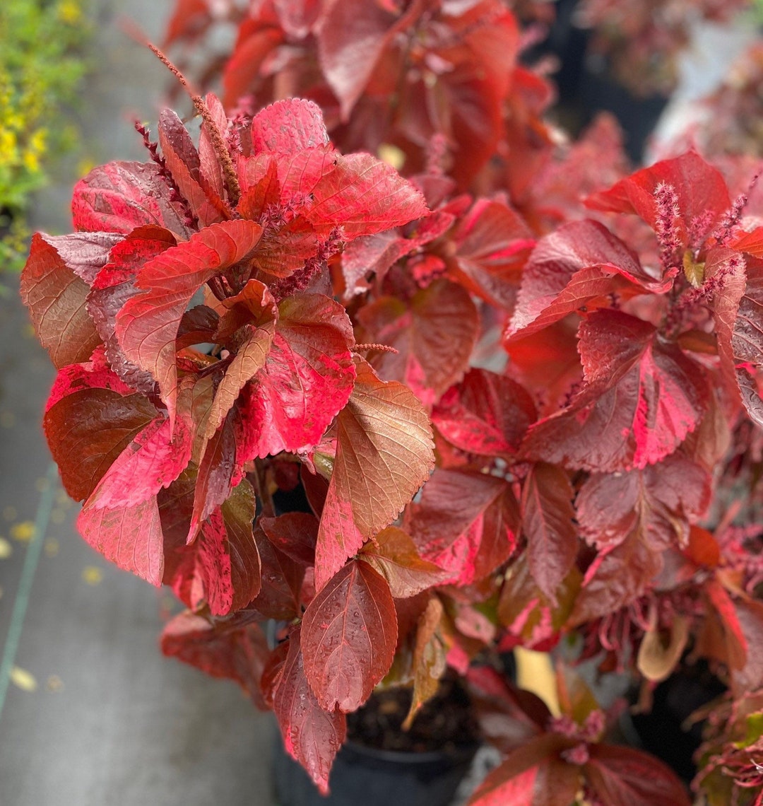 Copperhead Copper Plant, Copper Leaf, Firedragon, Jacobs Coat