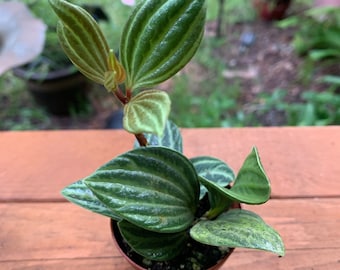 Trailing Watermelon Peperomia Plant