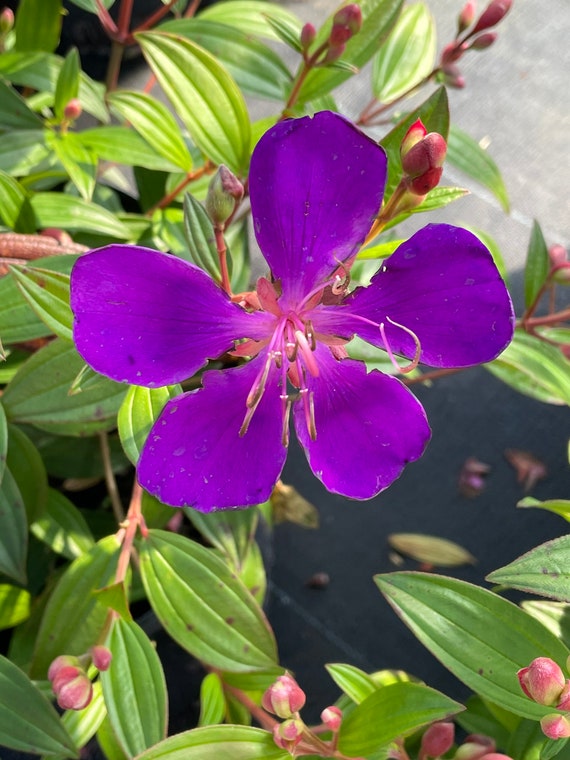 Princess Flower, Tibouchina urvilleana, Monrovia Plant