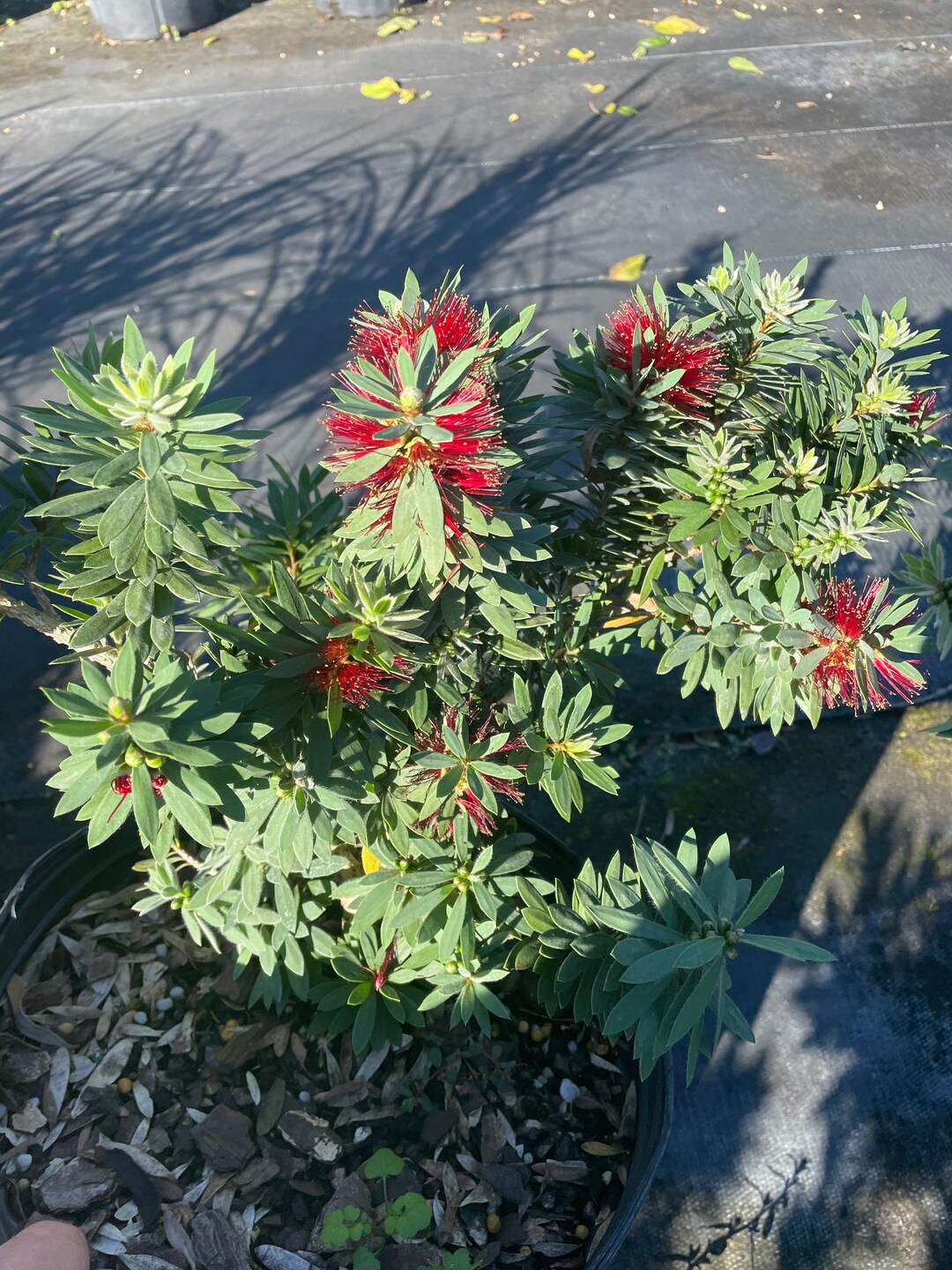 Red Bottle Brush Plant Reduced Shipping Etsy