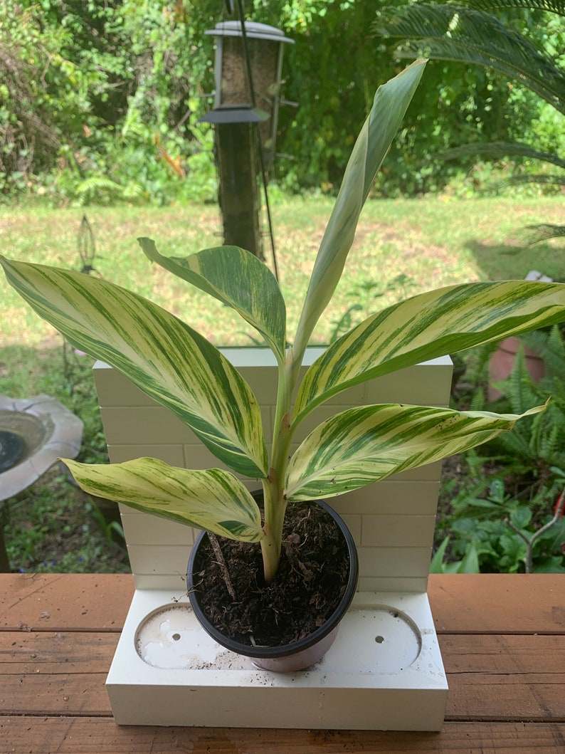 Variegated Shell Ginger Plants Etsy