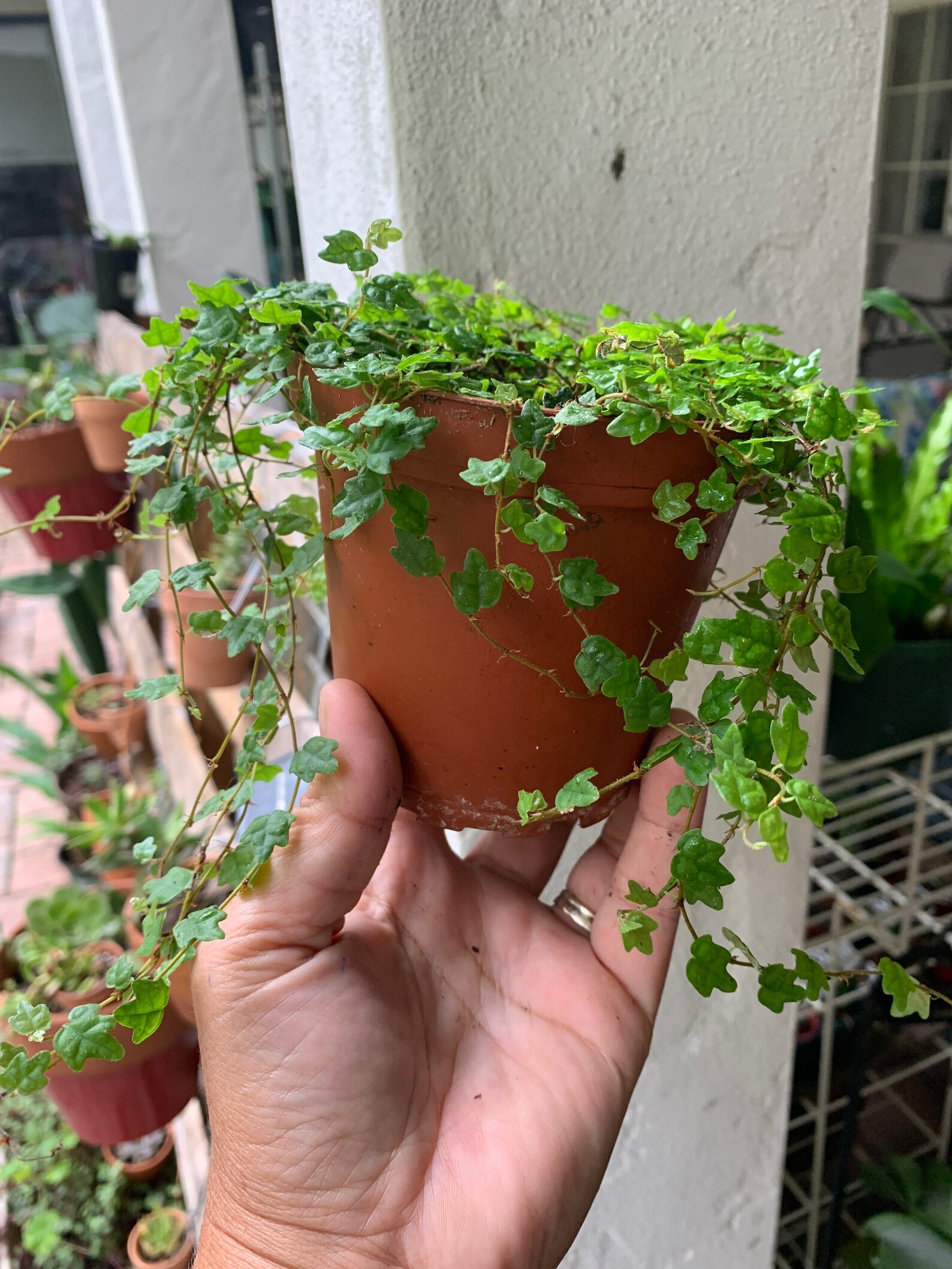 String Of Frogs Care