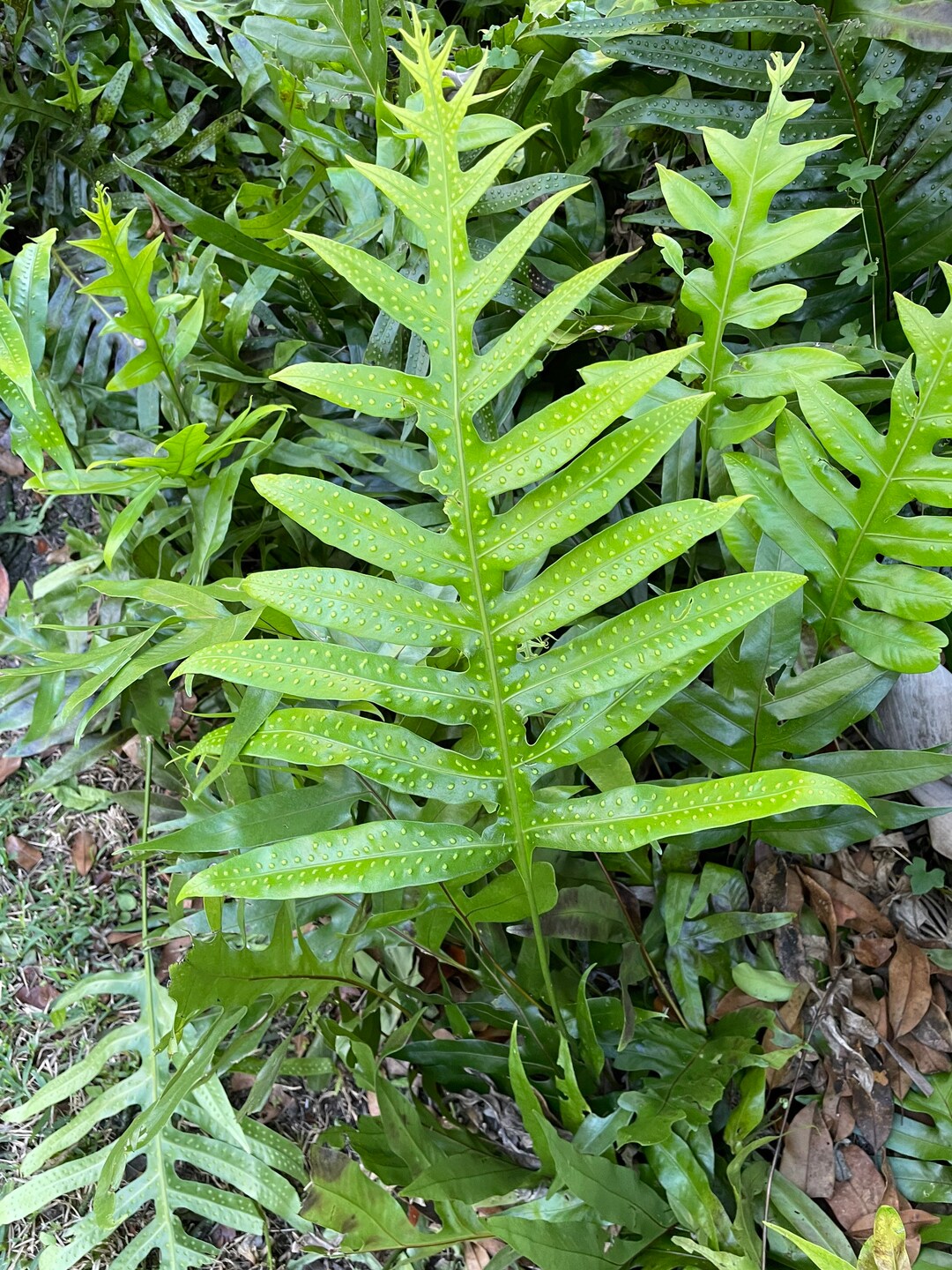 Monarch Fern Cuttings Etsy