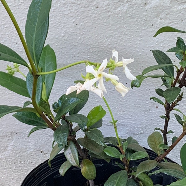 Confederate Jasmine Etsy