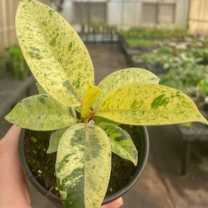 Ficus Shivereana Plant in 4&quot; Pot