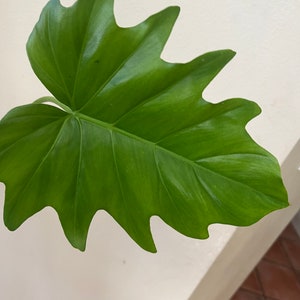 Philodendron Lacerum Rooted Cutting