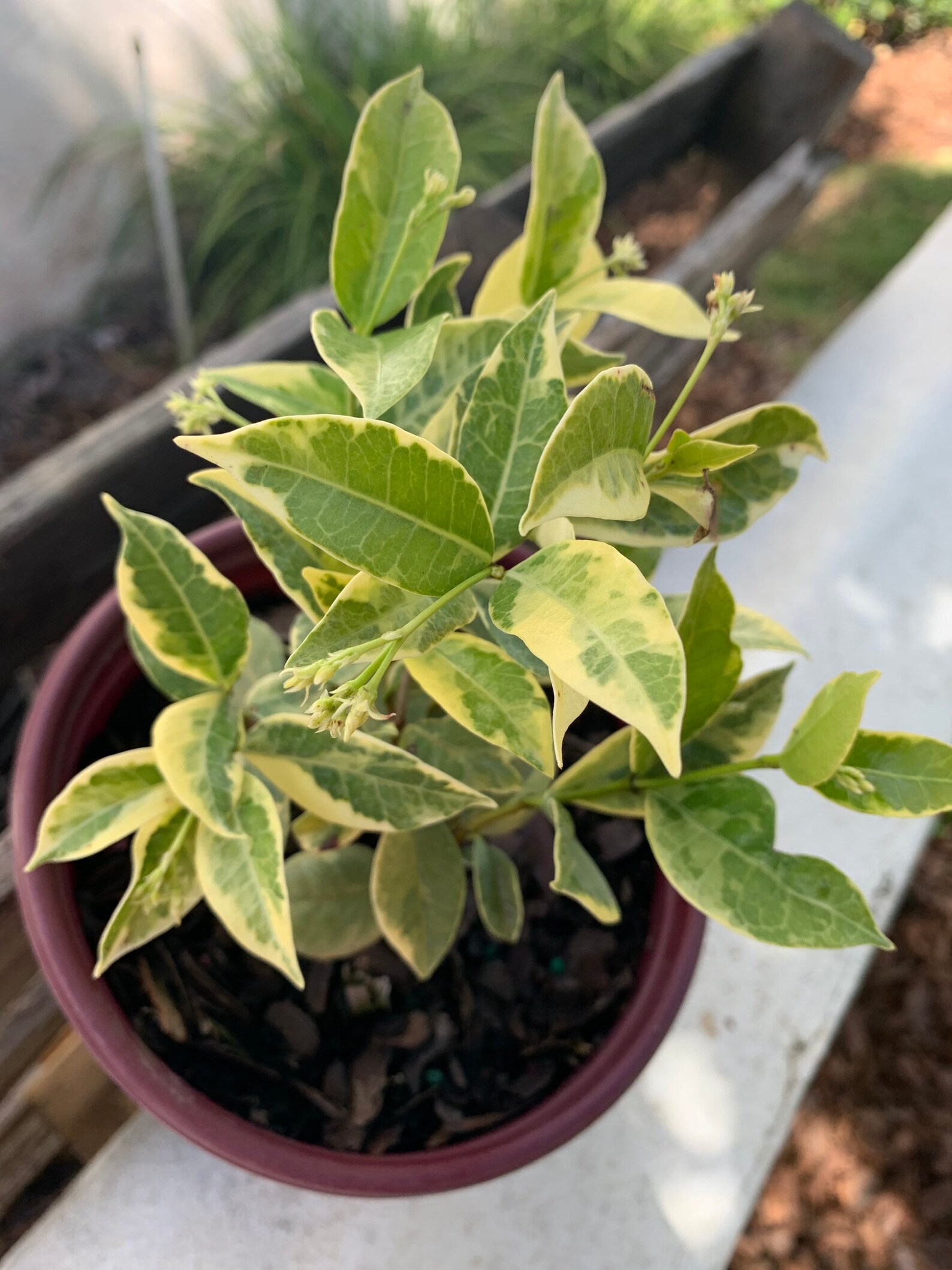 Variegated Confederate Blooming Jasmine Plant Etsy