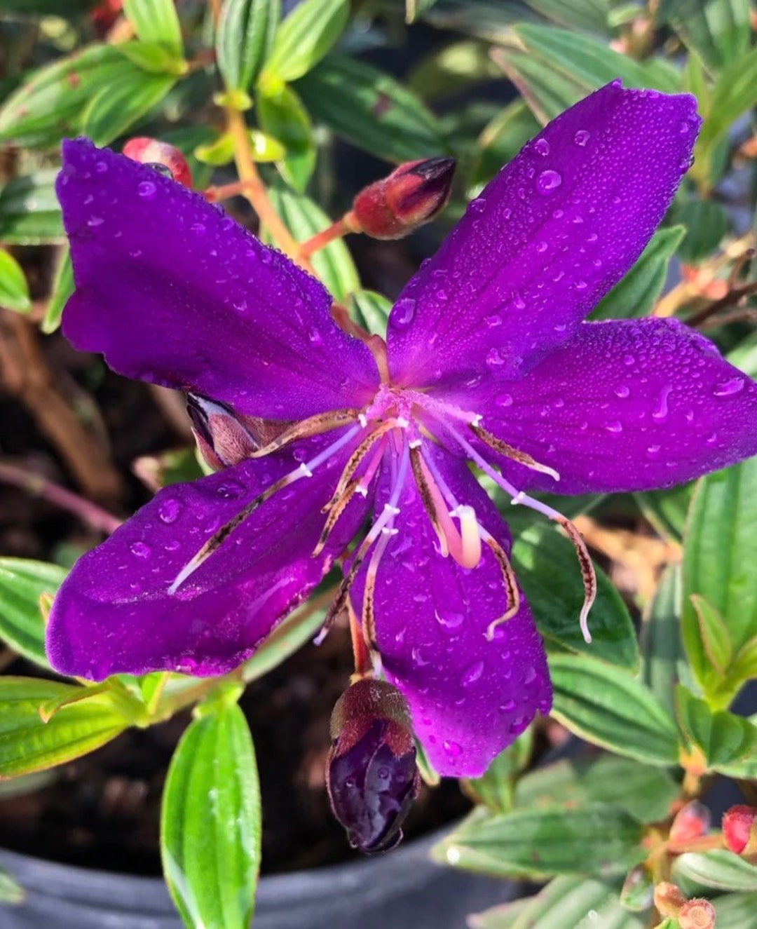 Tibouchina Granulosa - purple glory tree for sale South Florida